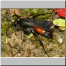 Anoplius infuscatus - Weswespe w005c 10mm - OS-Hasbergen-Lehmhuegel-det.jpg